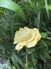 Angiospermae