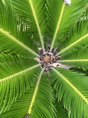 Cycas