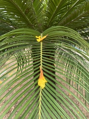 Cycas