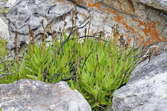 Aloiampelos commixta