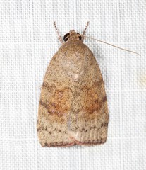 Austrocarea iocephala