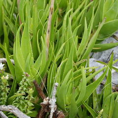 Aloiampelos commixta