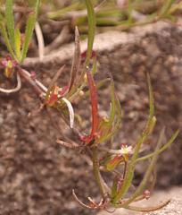 Centella graminifolia