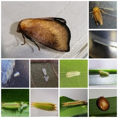 Euprosterna sapucaya