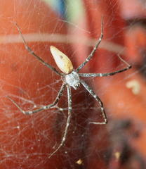 Euprosthenops