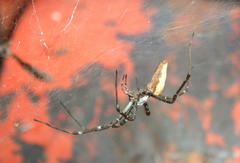 Euprosthenops