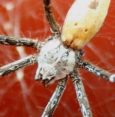 Euprosthenops