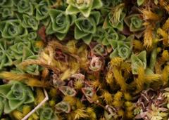 Crassula setulosa setulosa