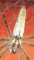 Euprosthenops