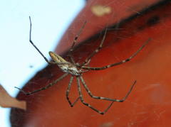 Euprosthenops