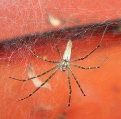 Euprosthenops