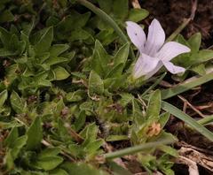 Craterocapsa tarsodes