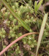 Cyrtanthus suaveolens