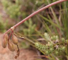 Cyrtanthus suaveolens