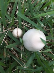 Panaeolus antillarum