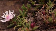 Delosperma katbergense