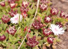 Delosperma katbergense