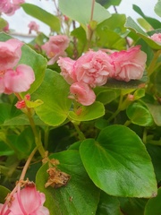 Begonia