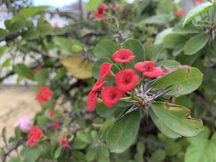 Euphorbia