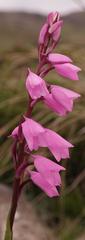 Disa pulchra