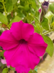 Petunia
