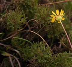Euryops dyeri