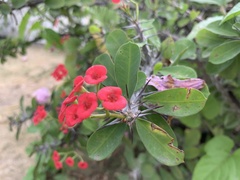 Euphorbia