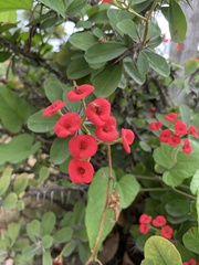 Euphorbia