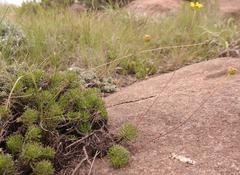 Euryops dyeri