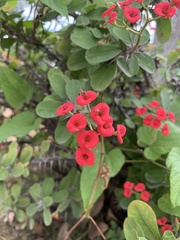 Euphorbia