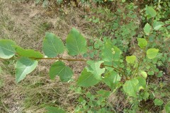 Phyllonorycter sagitella