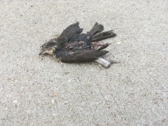 Aves