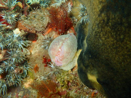 Cypraeovula fuscorubra