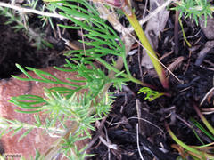 Nanobubon strictum