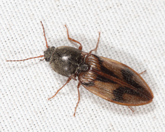 Stropenron hieroglyphica