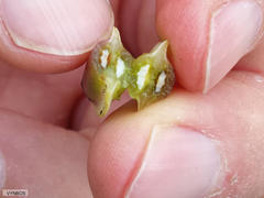 Nanobubon strictum