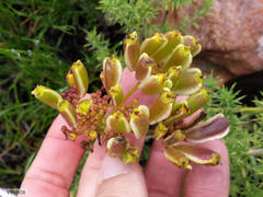 Nanobubon strictum