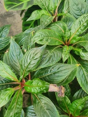 Impatiens