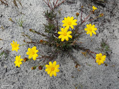 Osteospermum polygaloides polygaloides