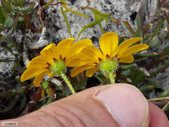 Osteospermum polygaloides polygaloides