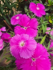 Dianthus