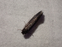 Elatobia
