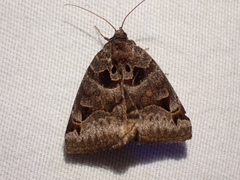 Euclidia ardita