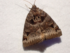 Euclidia ardita