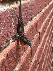 Anolis sagrei