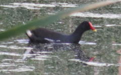 Gallinula chloropus meridionalis