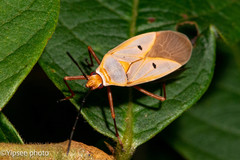 Dysdercus evanescens