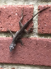 Anolis sagrei