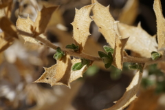 Hazardia brickellioides