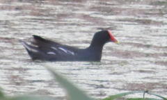 Gallinula chloropus meridionalis